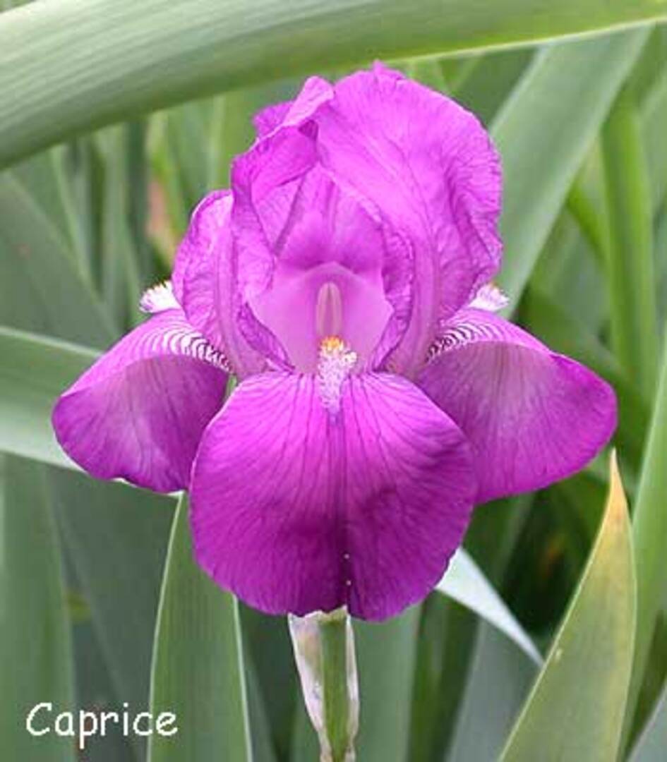 Prescott Area Iris Society - Sharlot Hall Museum Historic Iris Gardens